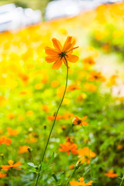 Sárga Cosmos Virágot Kertben Thaiföld — Stock Fotó