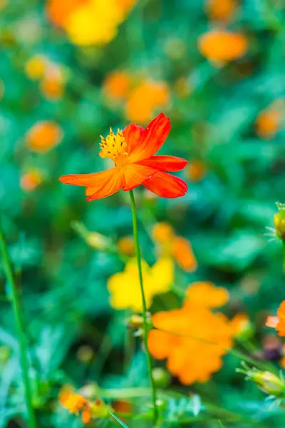 Cosmos Amarelo Flor Jardim Tailândia — Fotografia de Stock
