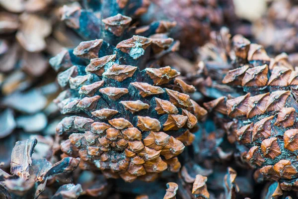 Pine Cones Herb Thailand — Stock Photo, Image