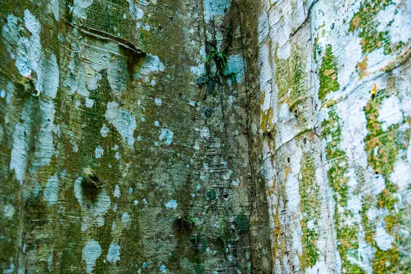 Contexto Textura Árvore Tailândia — Fotografia de Stock