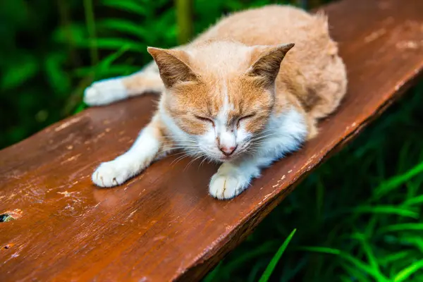 Retrato Gato Tailandês Tailândia — Fotografia de Stock