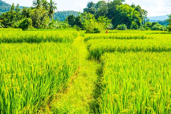 Chiangmai şehrindeki pirinç tarlası, Tayland.