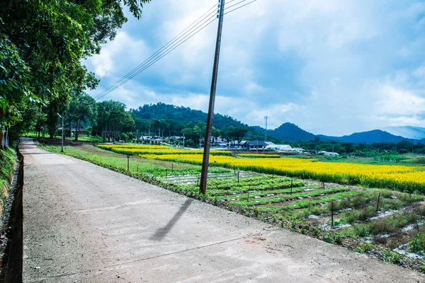 Kleine Straße Der Königlichen Landwirtschaftsstation Pangda Thailand — Stockfoto