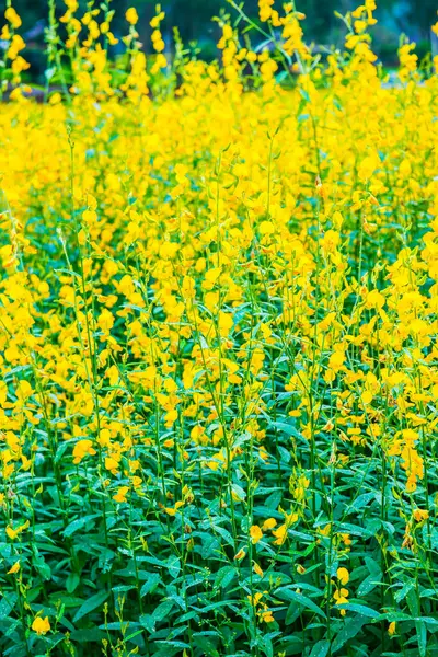 Closeup Sunn Hemp Flower Thailand — Stock Photo, Image