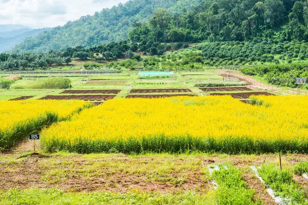 Tayland 'da Sunn Hemp Field.