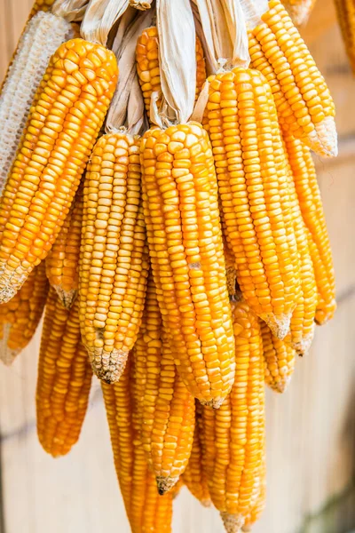 干玉米挂在泰国 — 图库照片