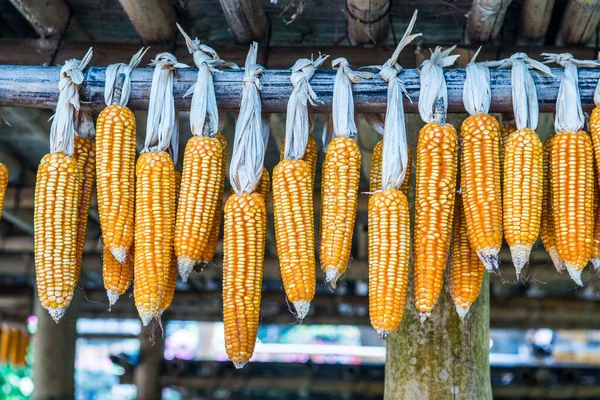 干玉米挂起来让水分蒸发 这是个保存食物的过程 — 图库照片