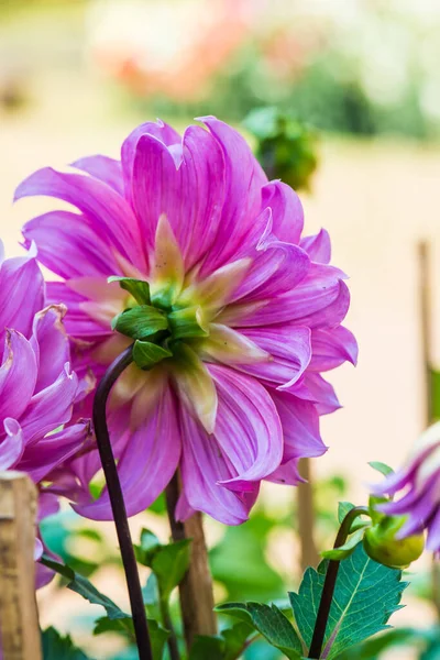 Όμορφο Λουλούδι Dahlia Ταϊλάνδη — Φωτογραφία Αρχείου