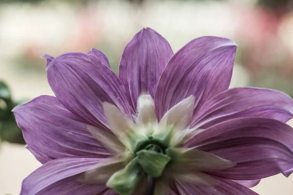 Beautiful Dahlia Flower Thailand — Stock Photo, Image