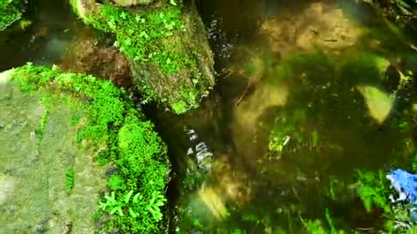 Wasser Fließt Durch Bemooste Felsen Einem Schattigen Garten — Stockvideo