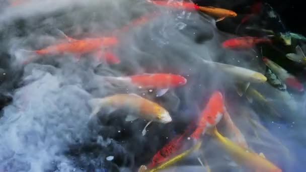 Group Carp Water Cool Steam Water Surface Chiang Mai Province — Stock Video