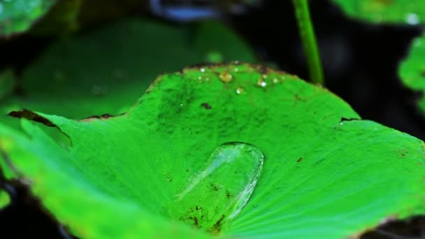 荷叶和荷花上的水滴 — 图库视频影像