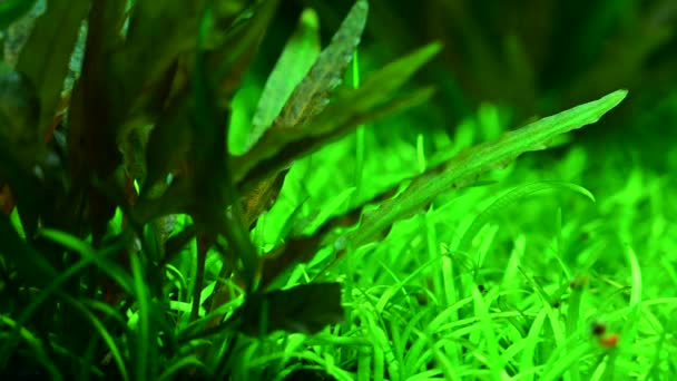 タイの魚タンクを飾るための水生植物 — ストック動画