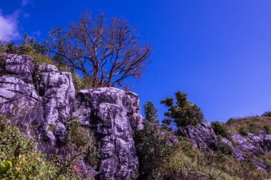 Chiangrai, Tayland 'da Doi Pha Tang' da Manzara Noktası.