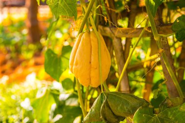 Bahçede Chayote meyvesi, Tayland.