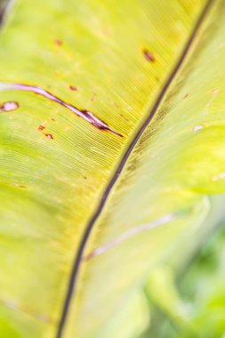 Yeşil yaprak arka planı, Tayland.