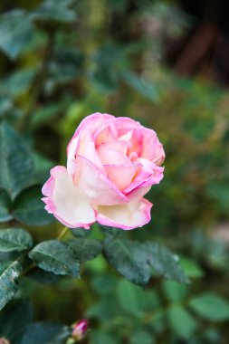 Pink rose in the garden, Thailand.