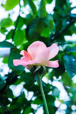 Pink rose in the garden, Thailand.