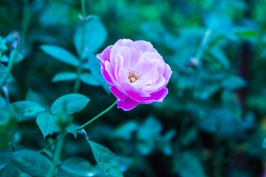 Pink rose in the garden, Thailand.