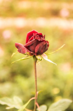 Red rose in the garden, Thailand.