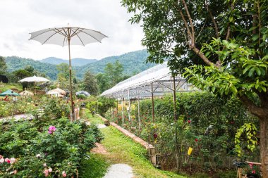 Dağdaki gül bahçesi, Tayland.