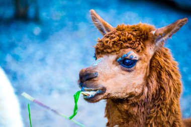 Tayland 'da Brown Alpaca Vicugna paketleri.