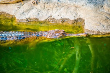 Tayland 'da Gavial timsahı.