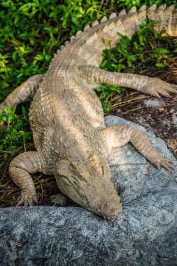 Albino Siyam Timsahı veya Tayland Timsahı, Tayland.