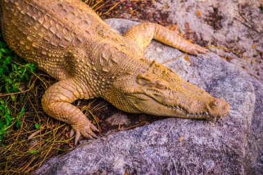 Albino Siyam Timsahı veya Tayland Timsahı, Tayland.