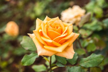 Bahçede portakal gülü, Tayland.