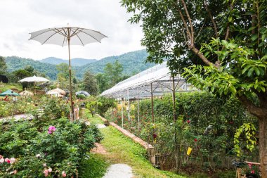 Dağdaki gül bahçesi, Tayland.