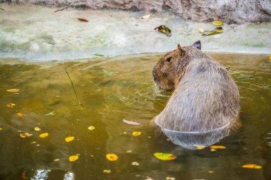 Tayland 'da Capybara.