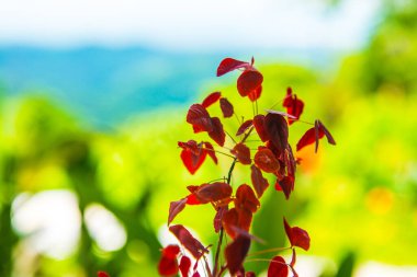 Yeşil arka planlı kırmızı yapraklar, Tayland.