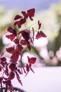 Yeşil arka planlı kırmızı yapraklar, Tayland.