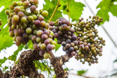 Tayland 'da şarap üzümleri.