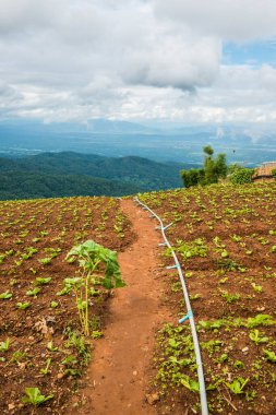 Tayland 'daki Tarım Bölgesi.