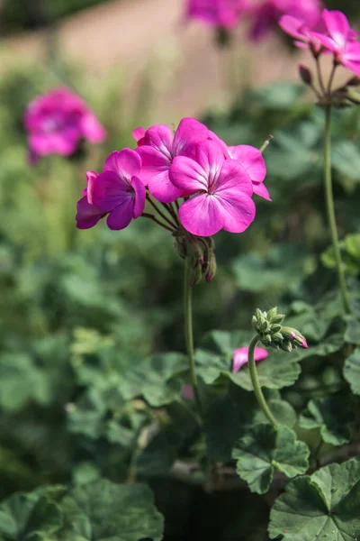 Liten Rosa Blomma Trädgården Thailand — Stockfoto