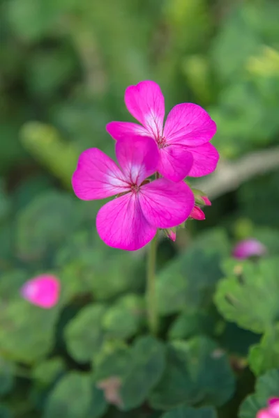 Маленький Розовый Цветок Саду Таиланд — стоковое фото