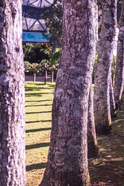 Strom Parku Thajsko — Stock fotografie