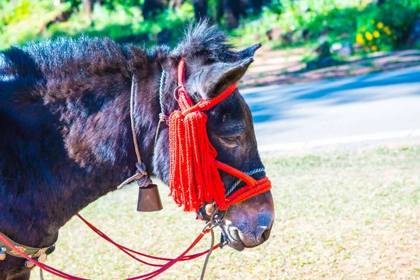 Atın yüzü, Tayland.