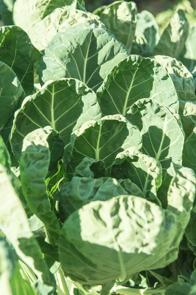 Tayland, Tayland 'da Brüksel Sprout bahçesi.