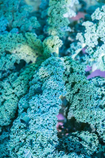 Ogród Purple Curly Kale Tajlandii Tajlandia — Zdjęcie stockowe