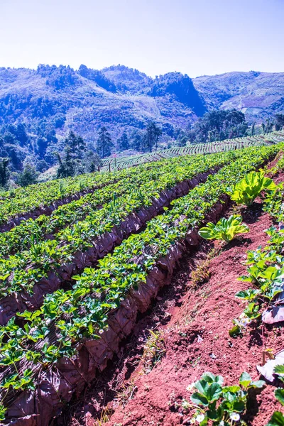 Çilek tarlası Doi Ang Khang, Tayland.