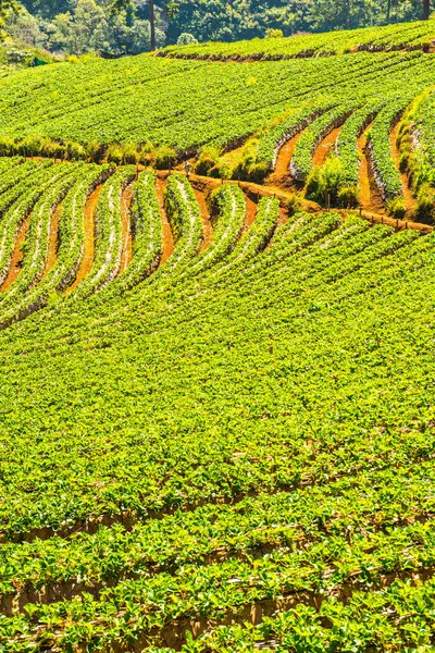 Çilek tarlası Doi Ang Khang, Tayland.