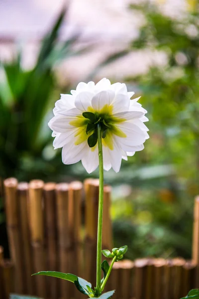 Λευκό Λουλούδι Dhalia Στο Πάρκο Ταϊλάνδη — Φωτογραφία Αρχείου