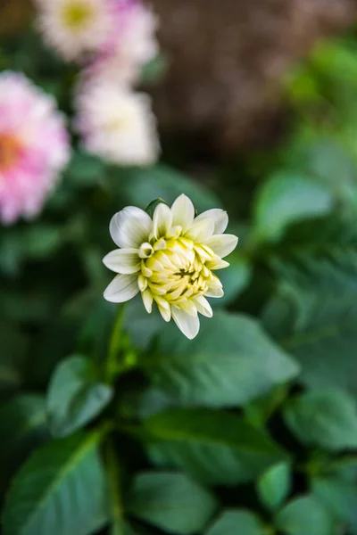Dhalia Flor Branca Parque Tailândia — Fotografia de Stock