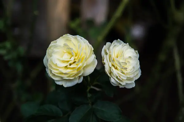 Yellow Rose Garden Thailand — Stock Photo, Image