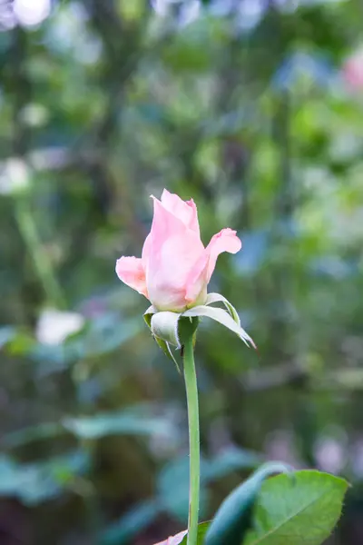 Pink Rose Garden Thailand — Stockfoto