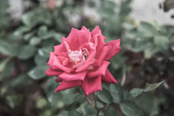 Red Rose Garden Thailand — Foto de Stock