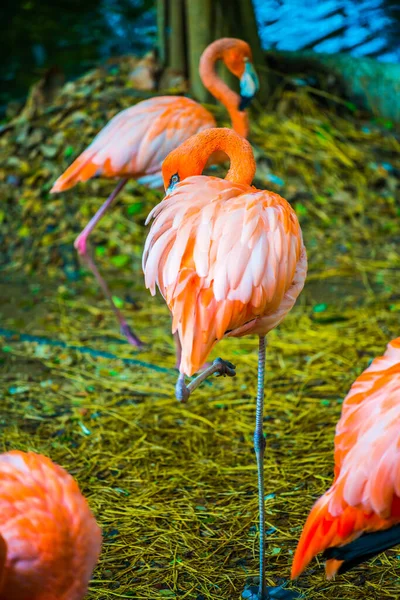 Americký Flamingo Thajsku Thajsko — Stock fotografie
